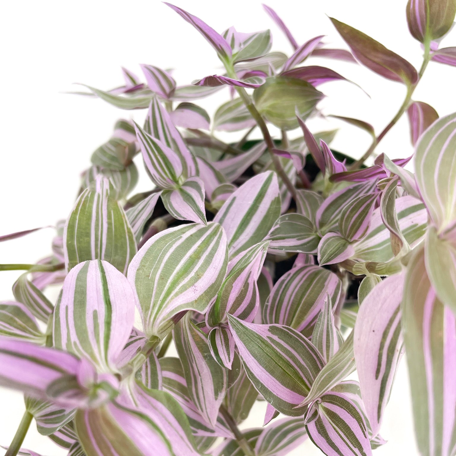 10+ Tradescantia Albiflora Tradescantia albiflora 'Lilac' – Diameter Plants