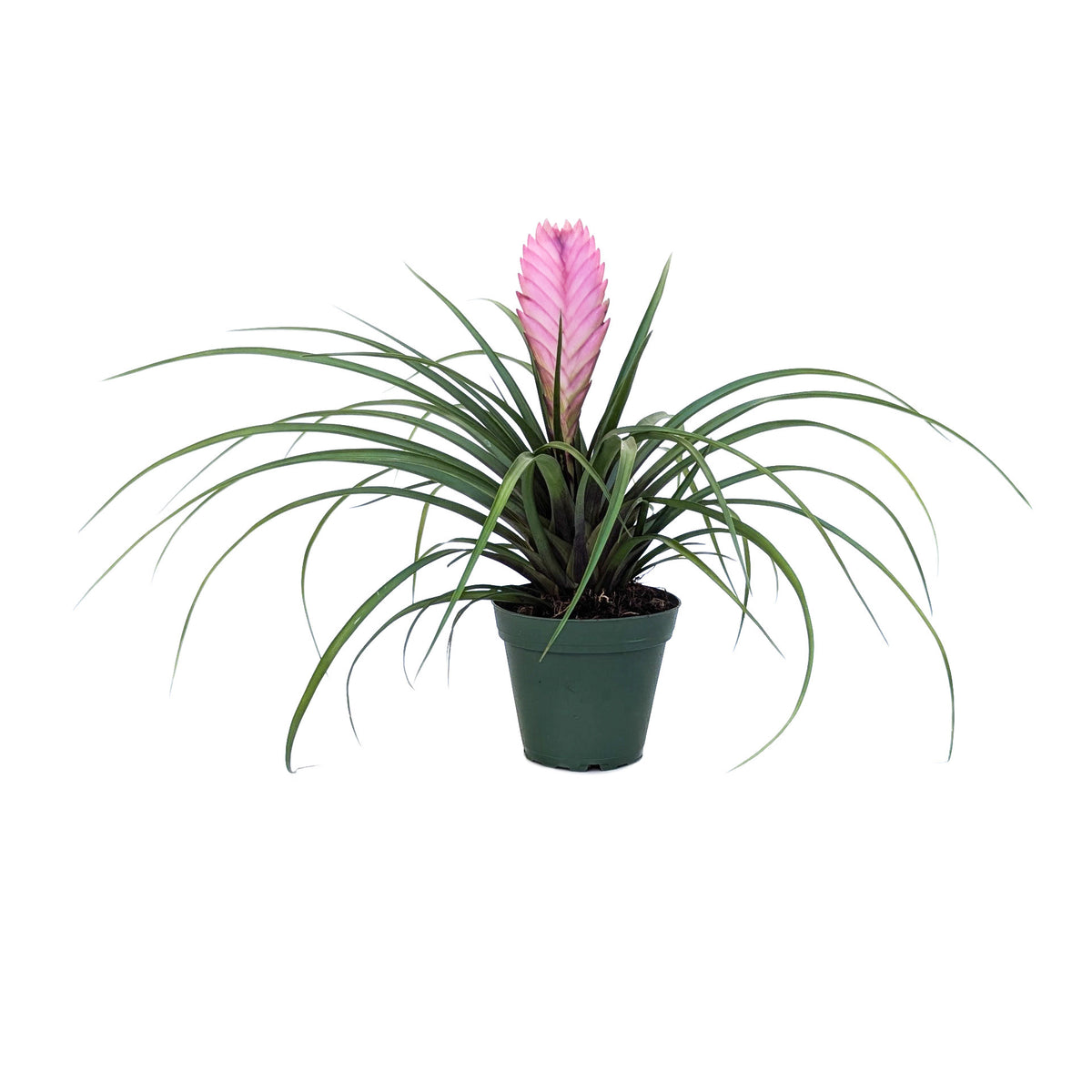 cyanea plant Wallisia cyanea (Pink Quill) – Diameter Plants