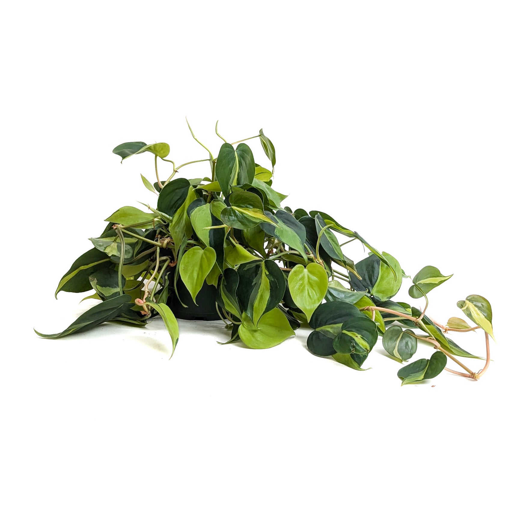 brazil philodendron plant Philodendron hederaceum 'Brasil'