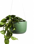 Hanging Planter