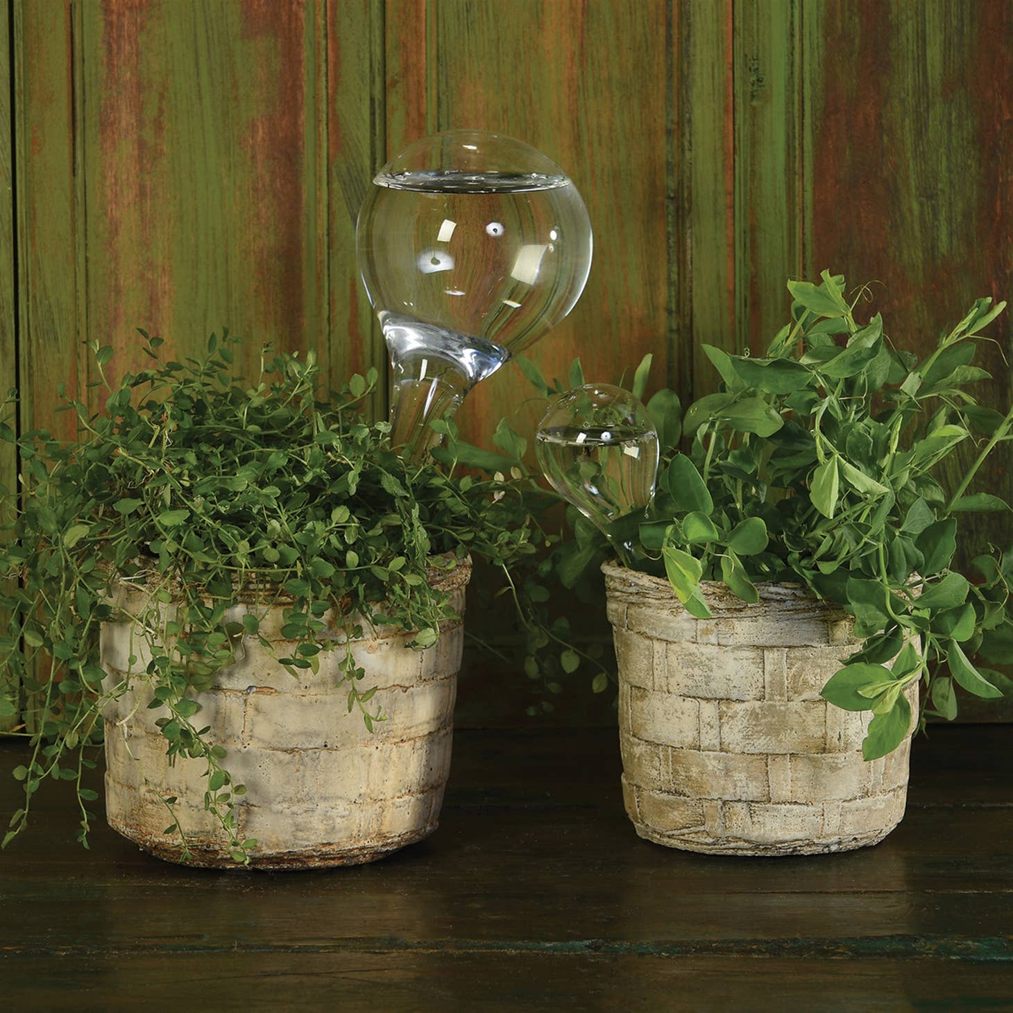 Glass Watering Bulb – Diameter Plants