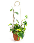 Plant Stake