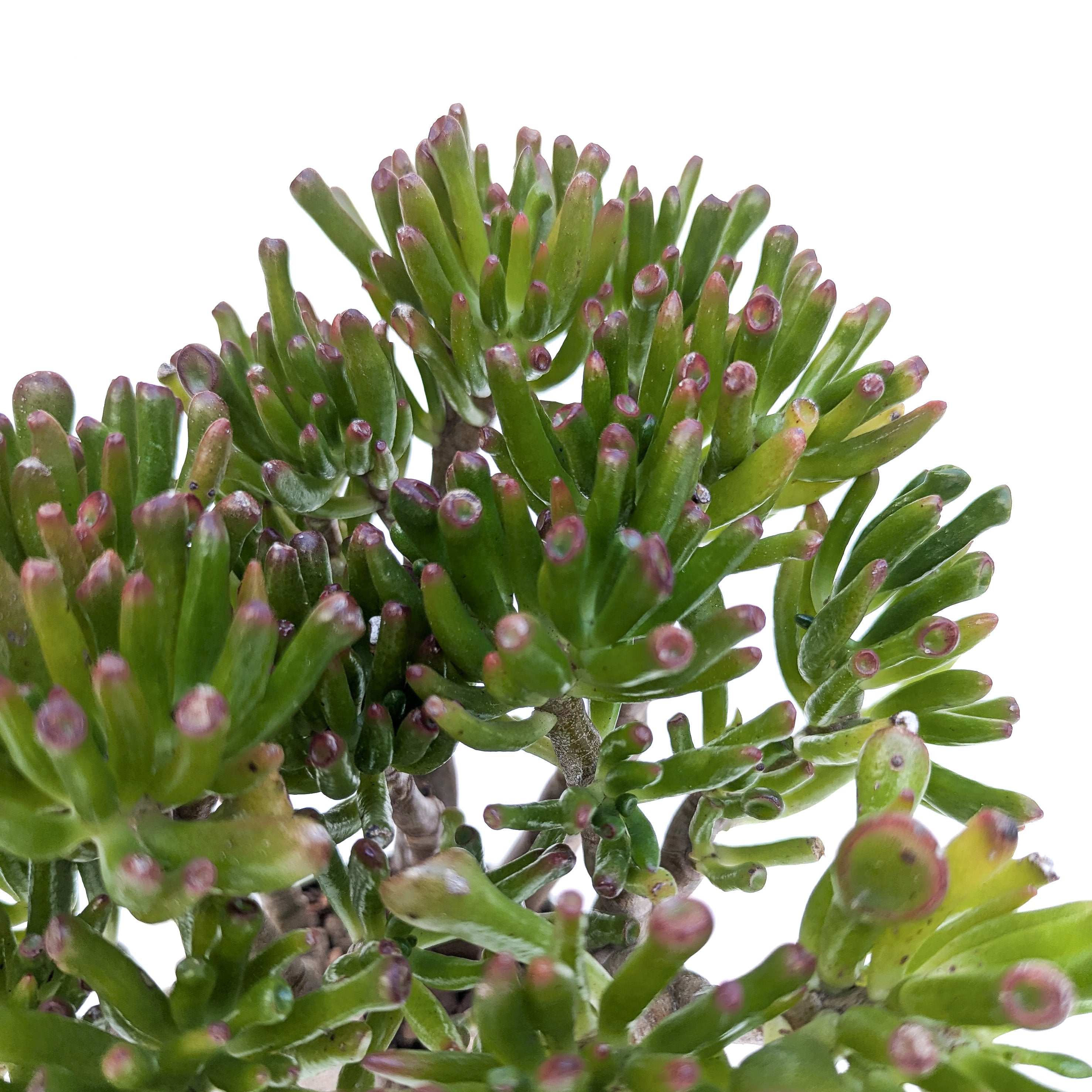 gollum jade plants Crassula ovata 'Gollum' (Gollum Jade) – Diameter Plants