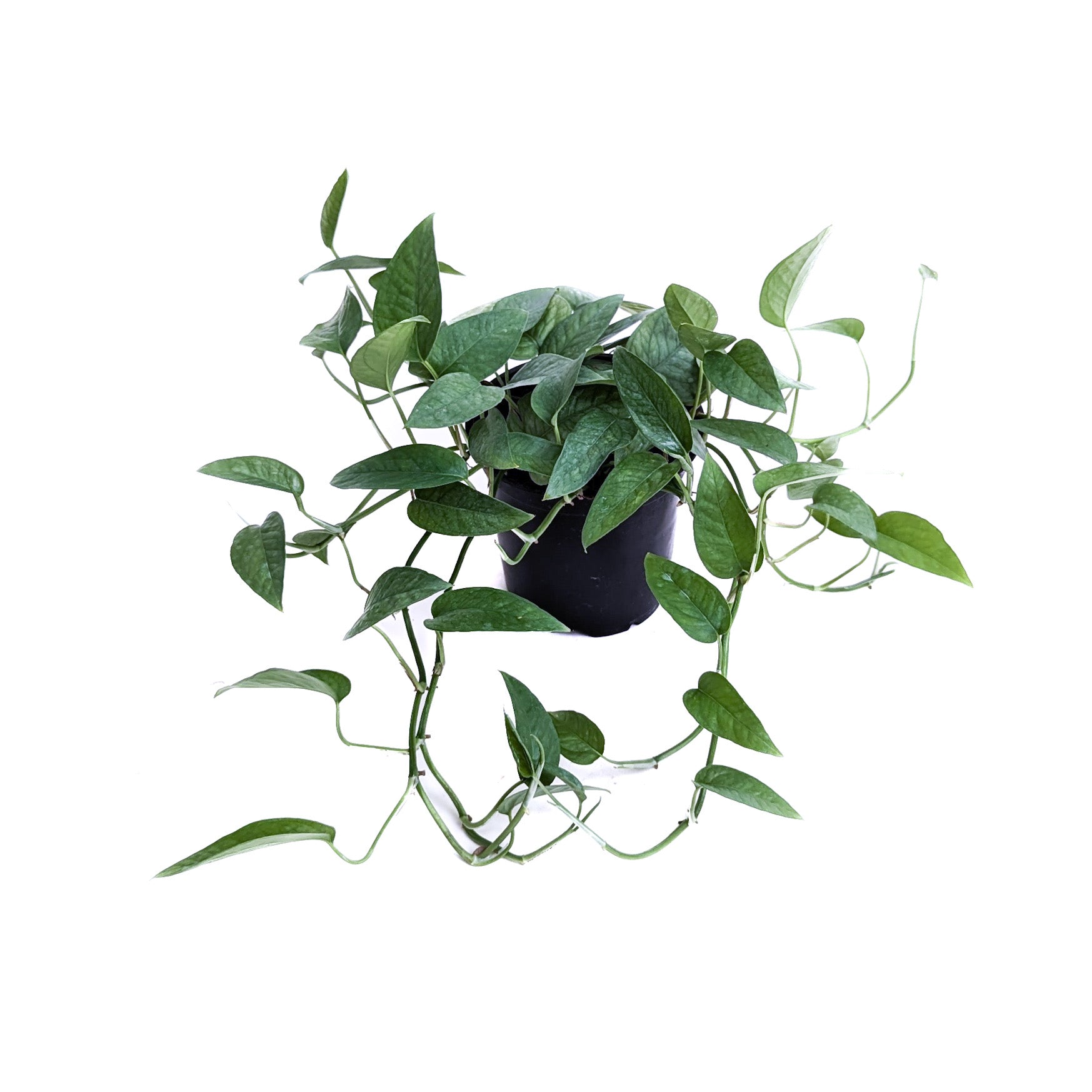 cebu blue pothos scientific name Cebu Blue Pothos (Epipremnum Pinnatum)