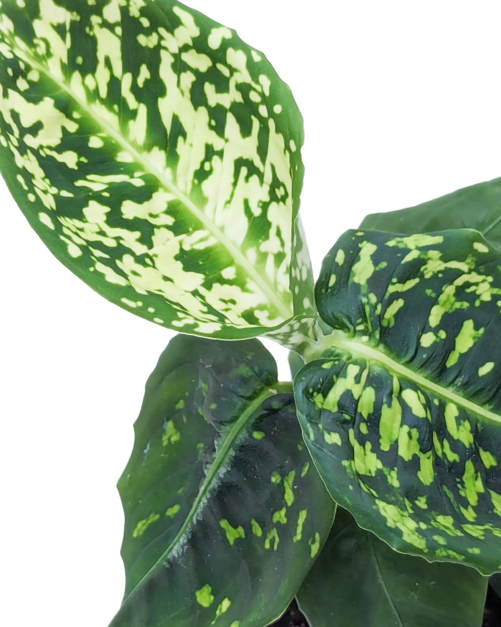dieffenbachia seguine toxic Dieffenbachia seguine 'Reflector' – Diameter Plants