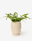 Strata Plant Vessel