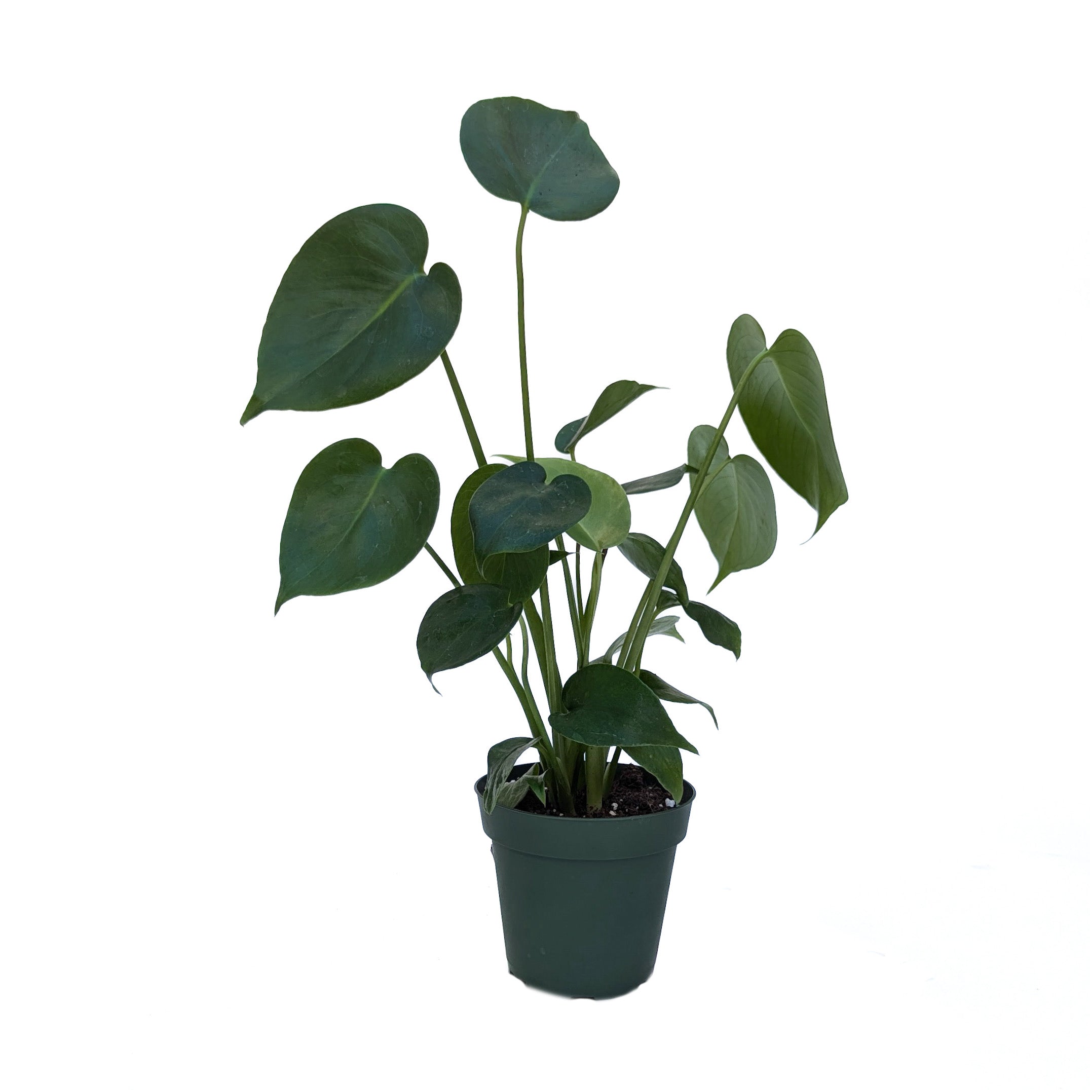 Monstera deliciosa – Diameter Plants