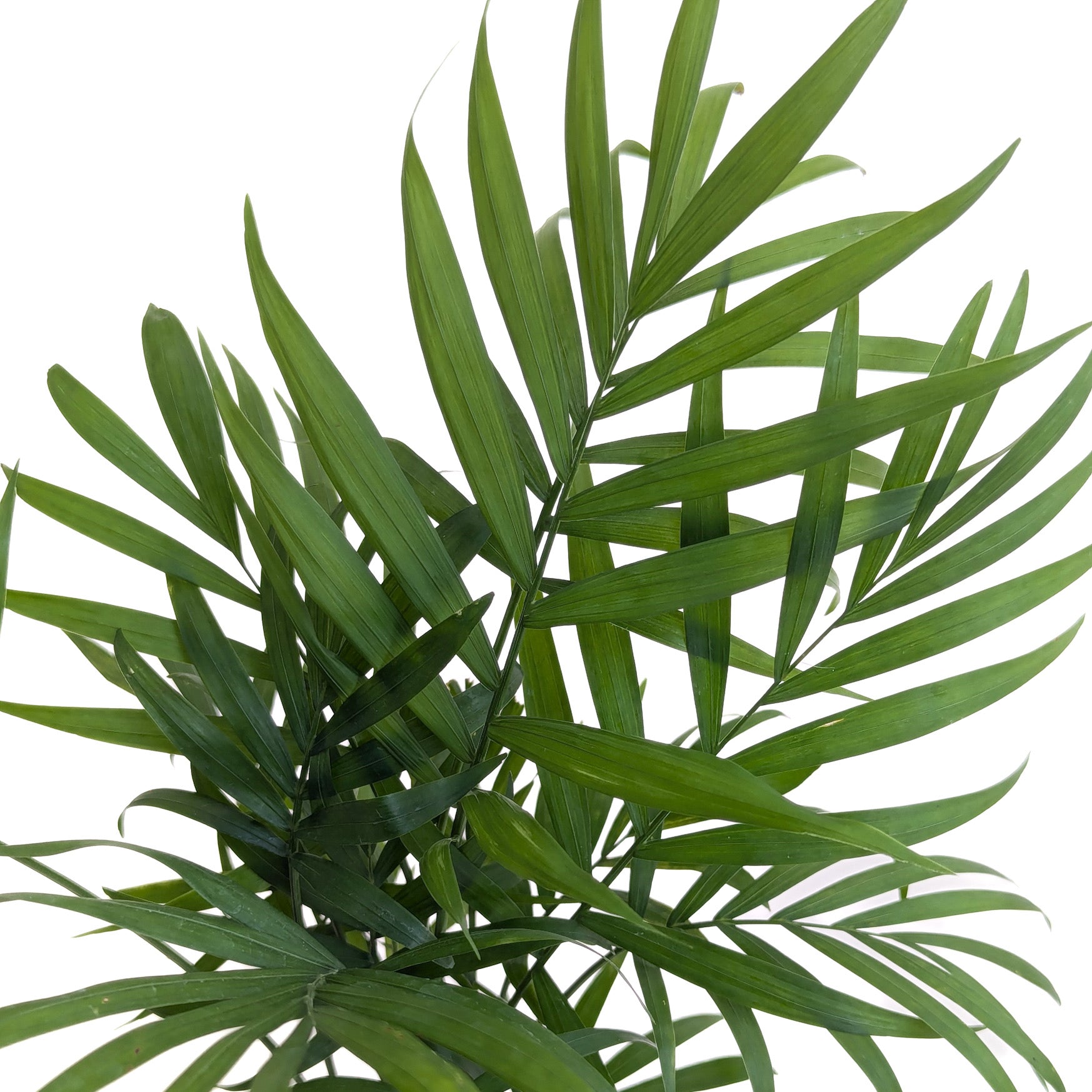 Chamaedorea elegans (Parlor Palm) – Diameter Plants