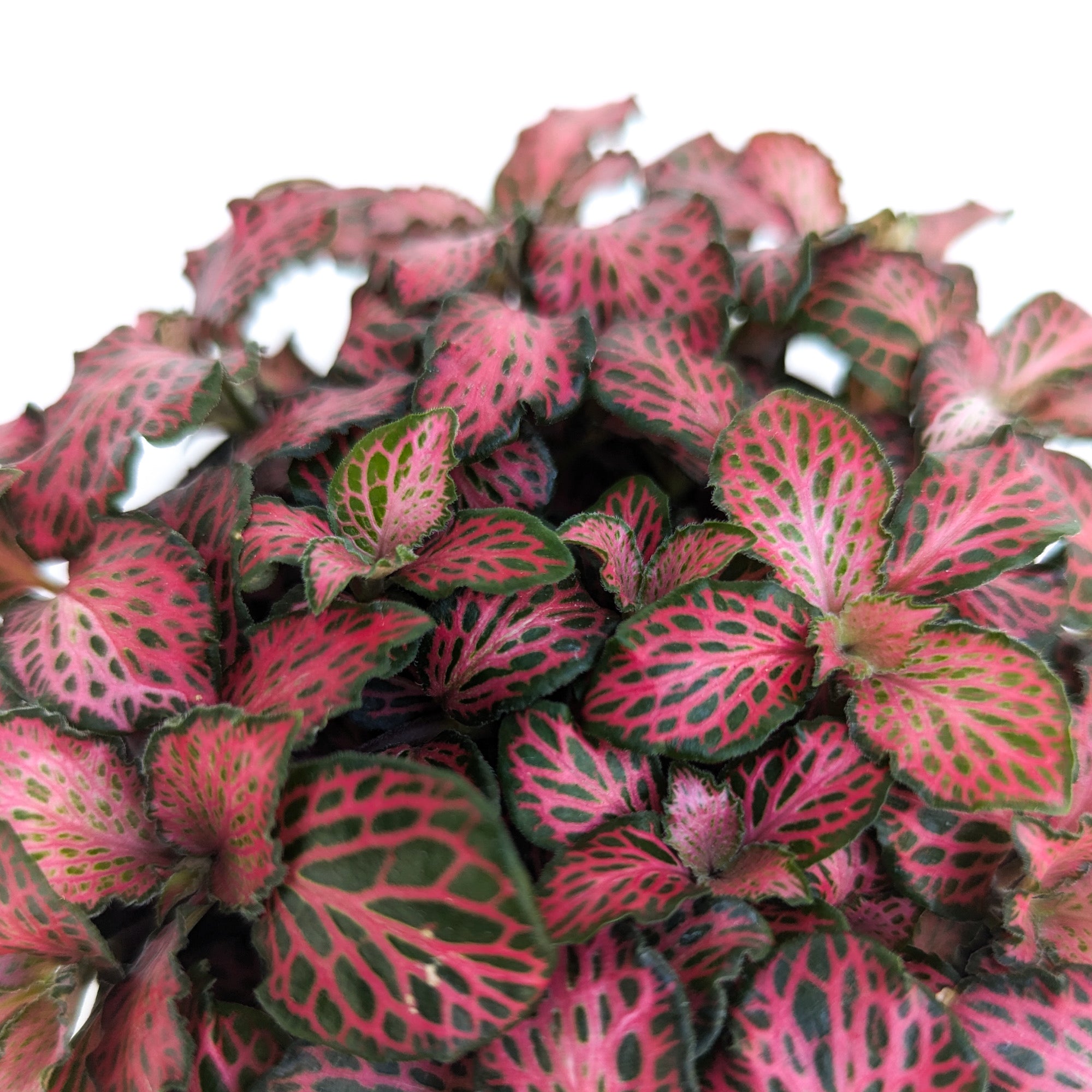 red star plant indoor Fittonia 'Red Star'