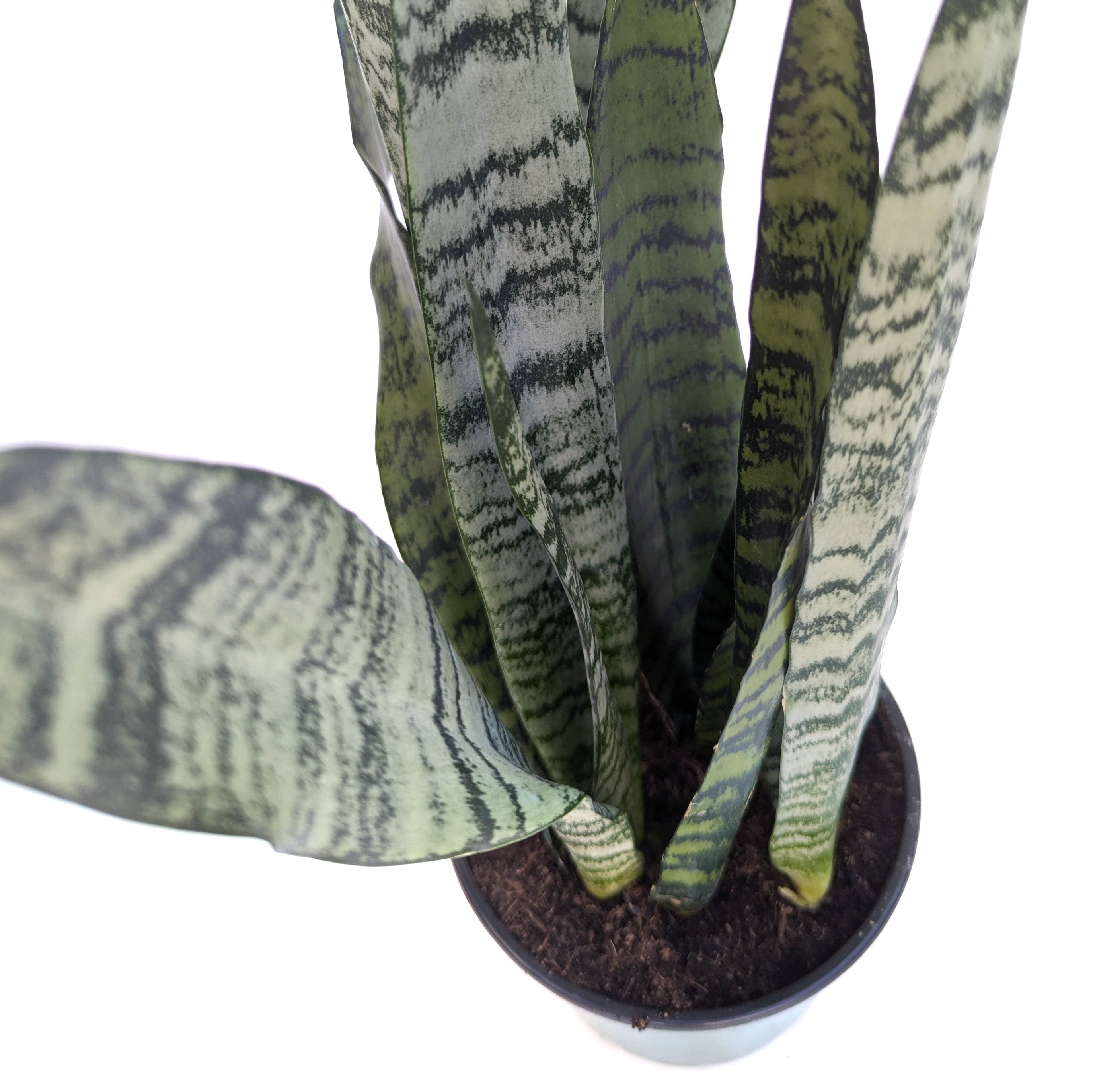zeylanica snake plant Sansevieria zeylanica – Diameter Plants