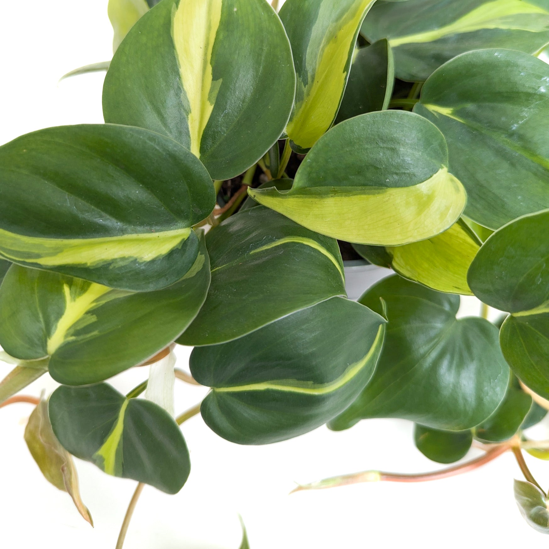 heartleaf philodendron brasil Philodendron Brasil (Philodendron hederaceum) 4 in