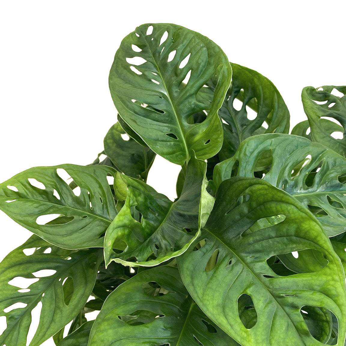 monster mash monstera adansonii Monstera adansonii – Diameter Plants