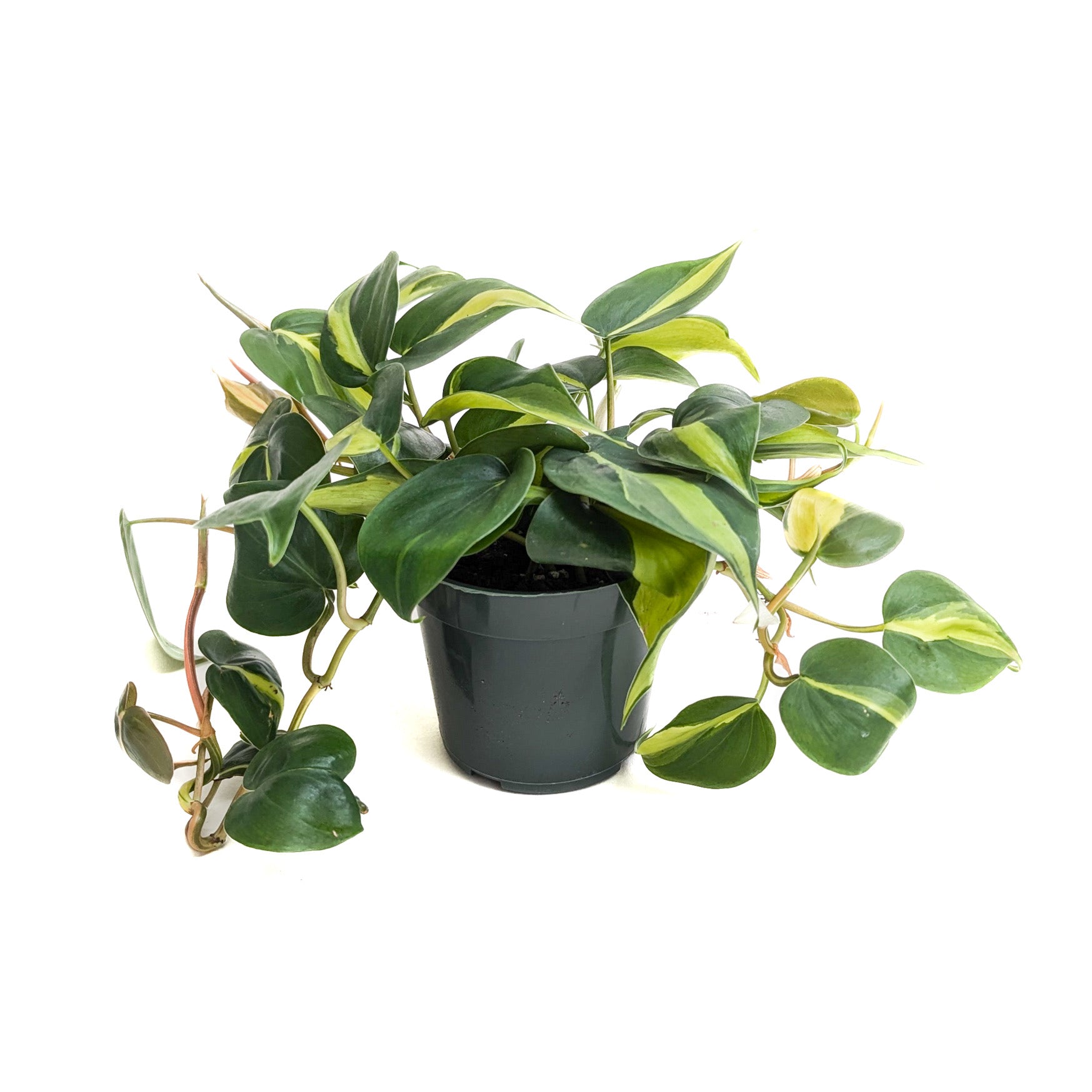 philodendron hederaceum Philodendron Brasil (Philodendron hederaceum) 4 in