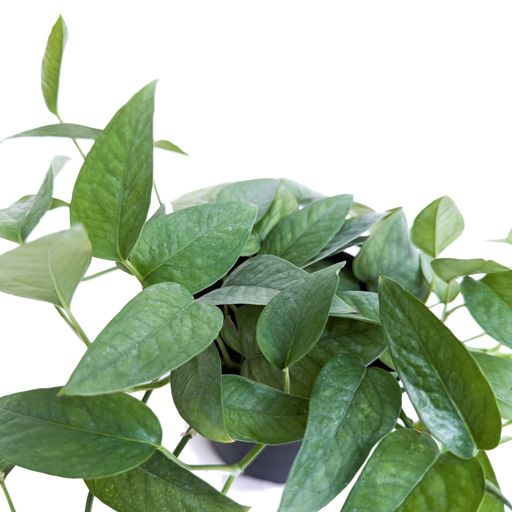 cebu blue pothos for sale philippines Cebu Blue Pothos (Epipremnum Pinnatum)