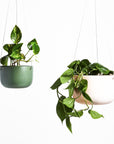 Hanging Planter