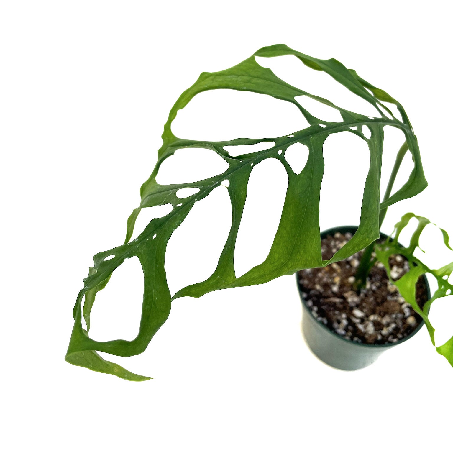 monstera adansonii obliqua peru Monstera obliqua 'Peru'