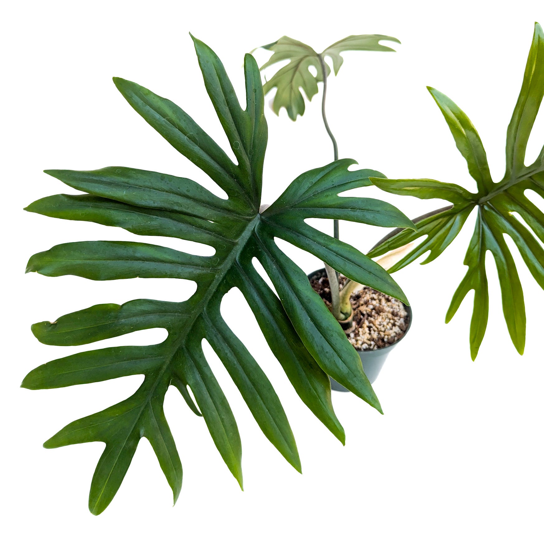 philodendron mayoi tahiti Philodendron mayoi