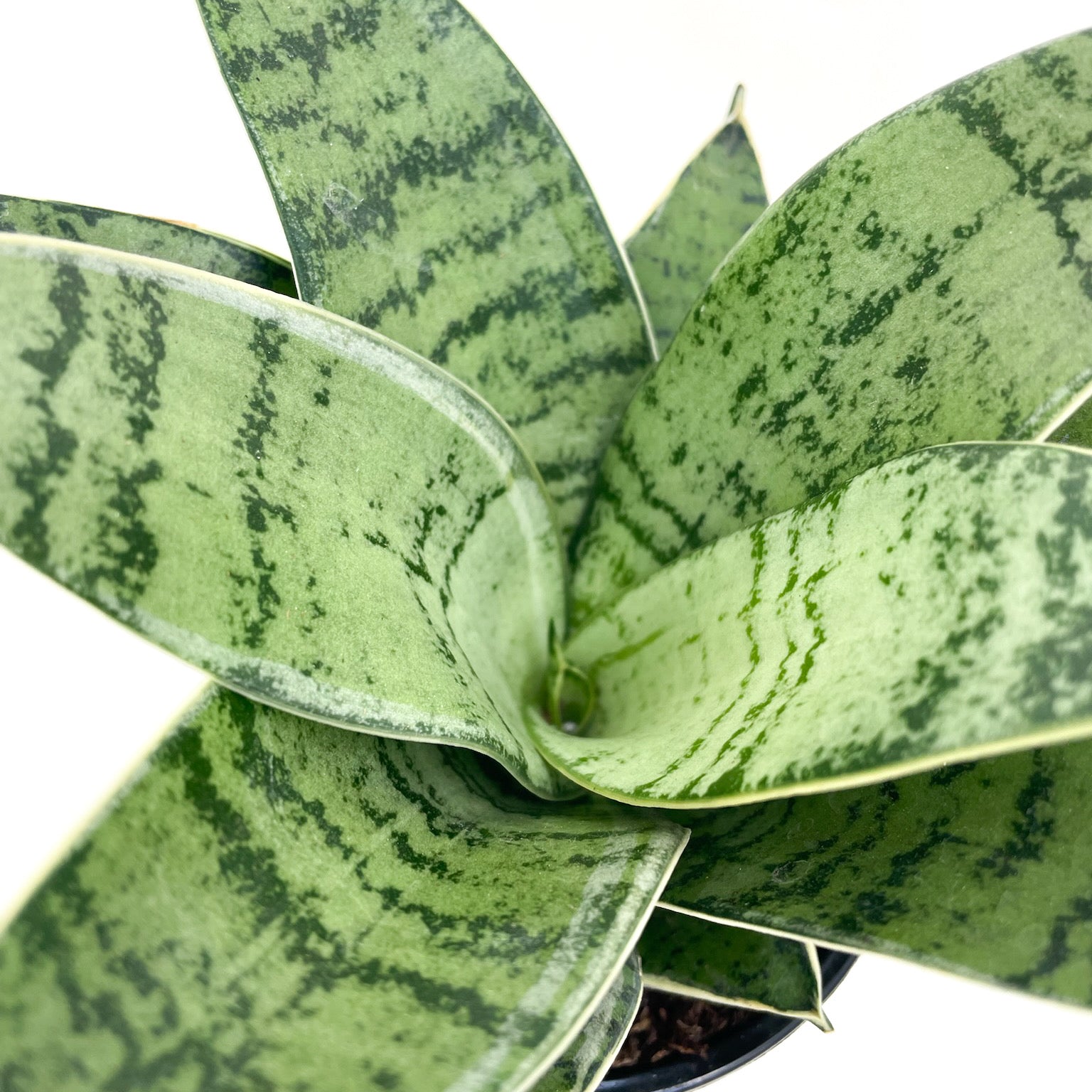 sansevieria forest star Sansevieria hahnii 'Forest Star'