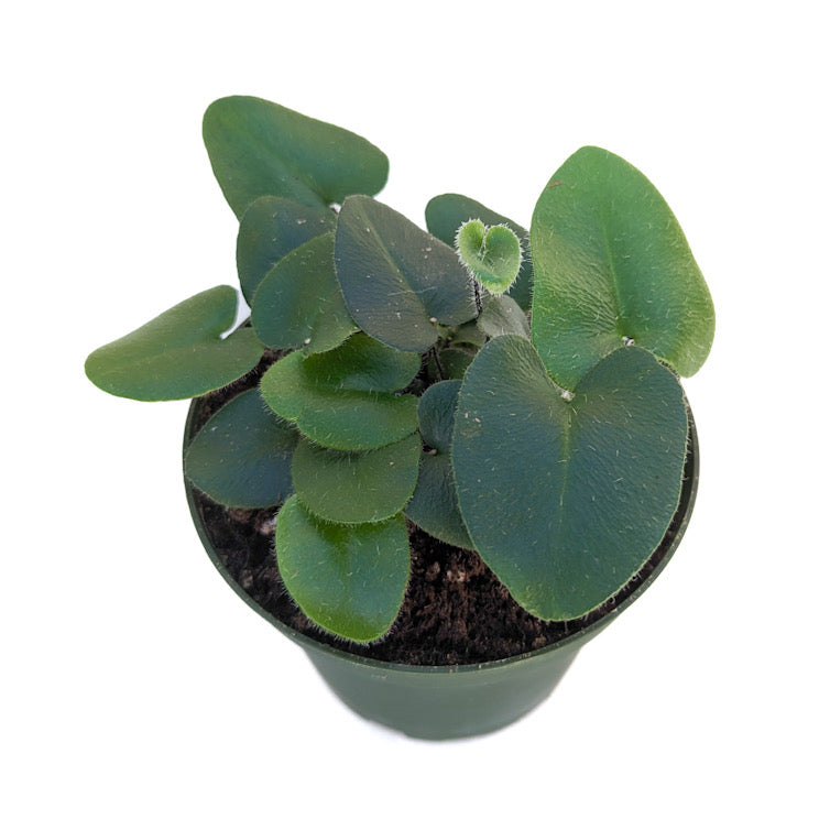 Floating Heart Fern - Hemionitis arifolia - 4" Pot