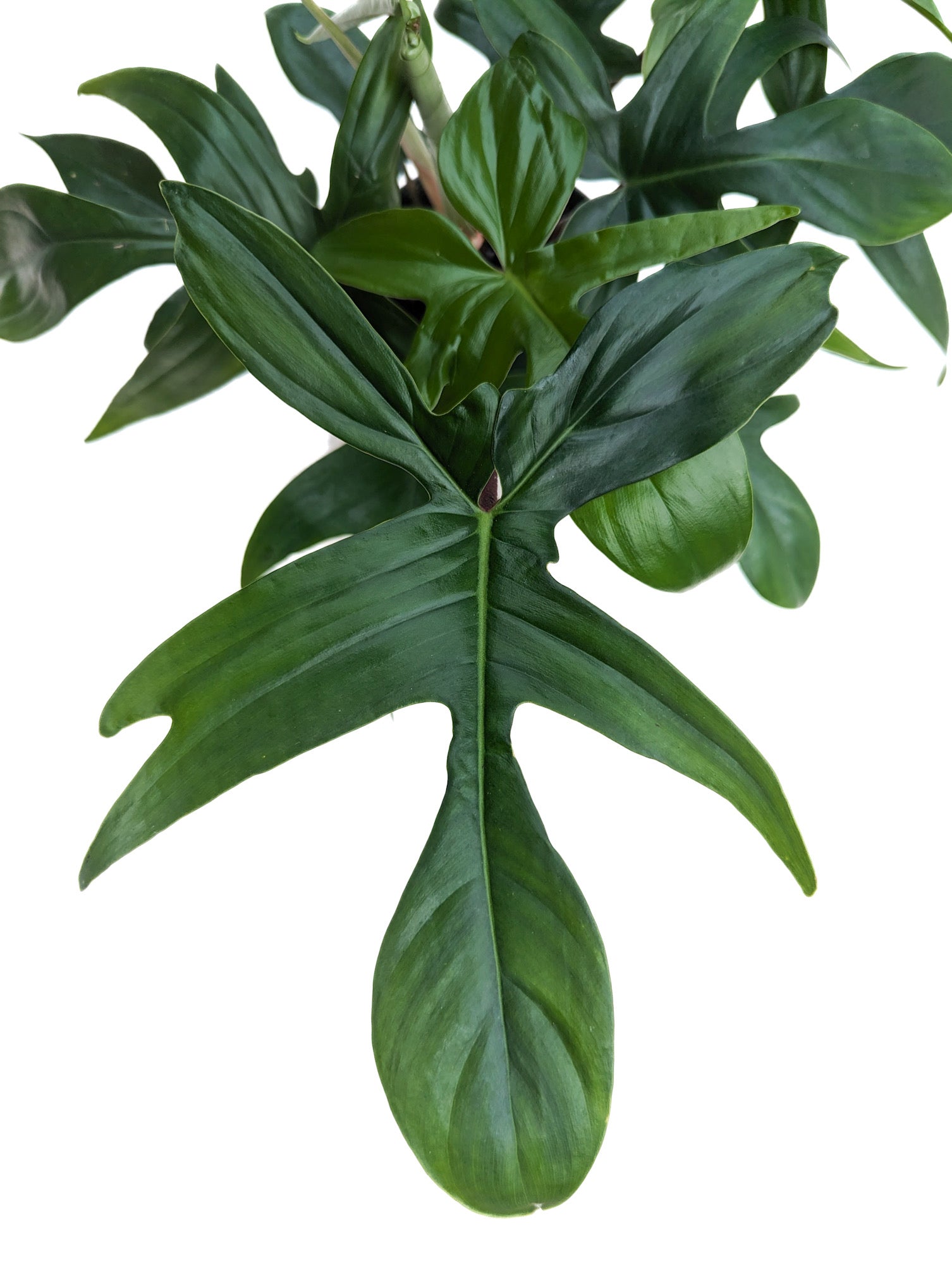philodendron florida green vs pedatum Philodendron 'Florida Green' – Diameter Plants