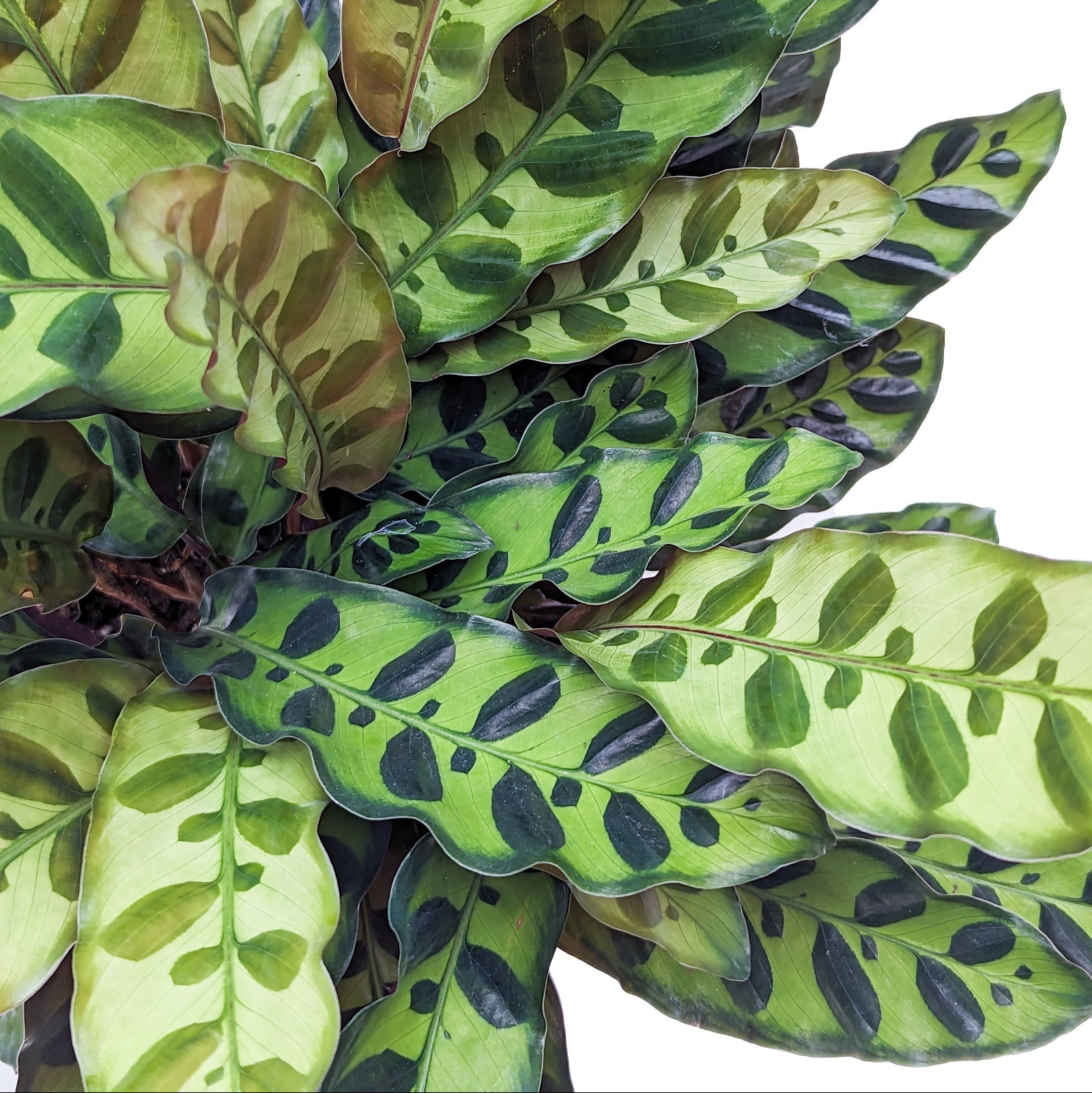 rattlel snake plant Goeppertia insignis (Rattlesnake Plant) – Diameter Plants