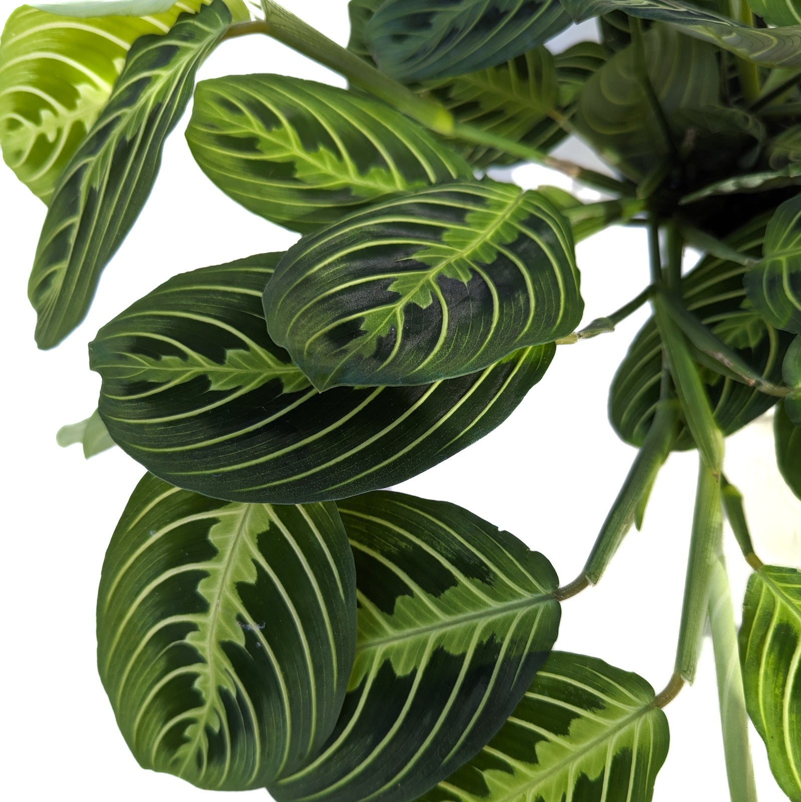 maranta lemon prayer plant Maranta leuconeura 'Lemon Lime' – Diameter Plants