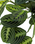Maranta leuconeura 'Lemon Lime'