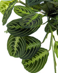 Maranta leuconeura 'Lemon Lime'