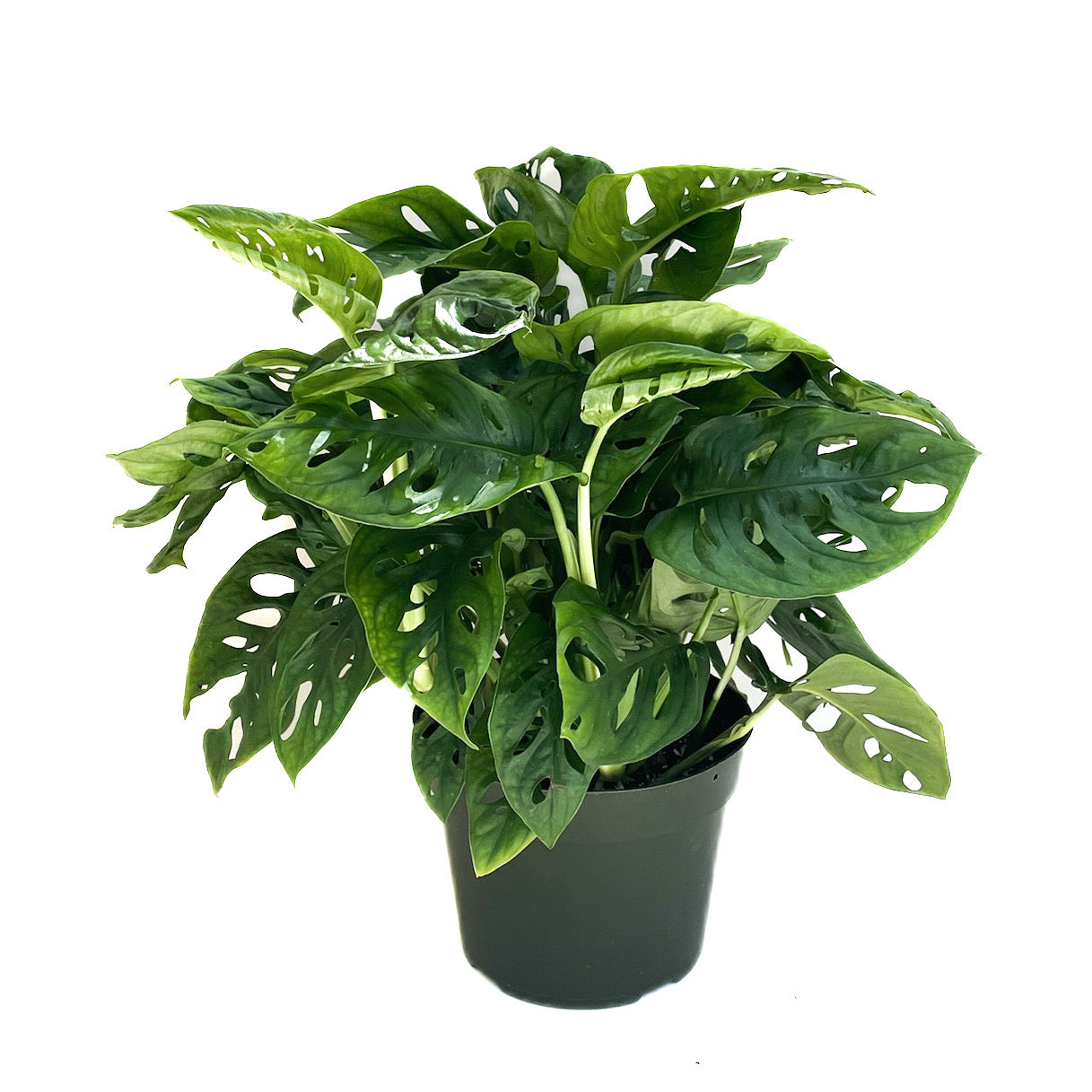 monkey monstera Monstera adansonii – Diameter Plants