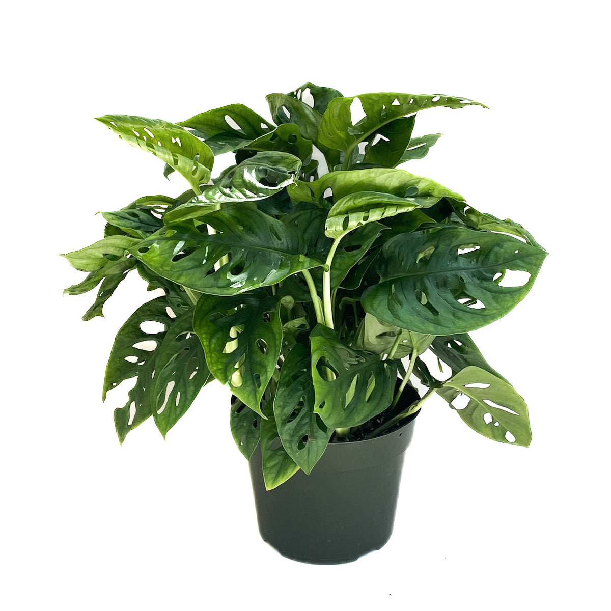 monstera adansonii xl Monstera adansonii – Diameter Plants