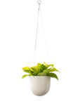 Arched Hanging Planter