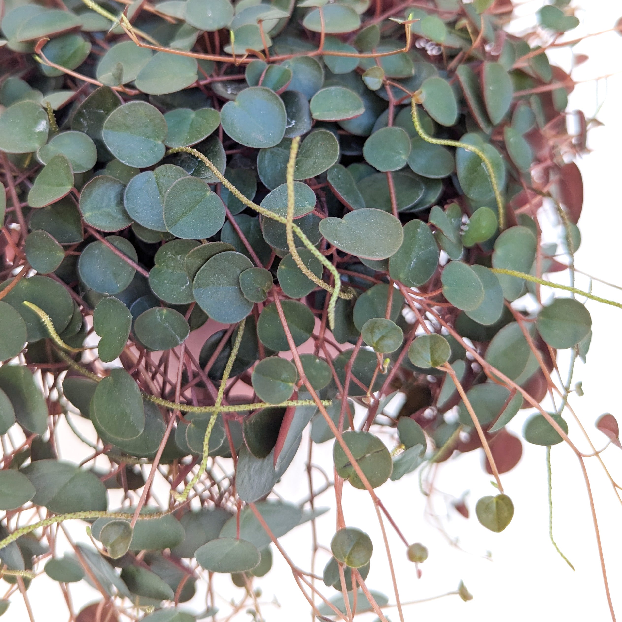 altman plants 6 in. peperomia ruby cascade hanging basket Peperomia 'Ruby Cascade' – Diameter Plants