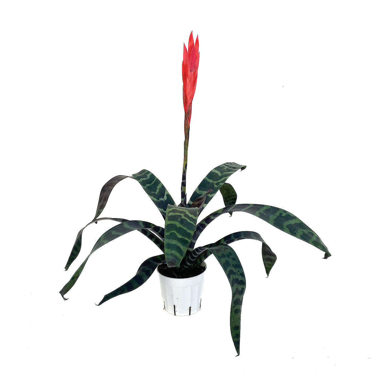 flaming sword plant Vriesea 'Splenriet' (Flaming Sword) – Diameter Plants
