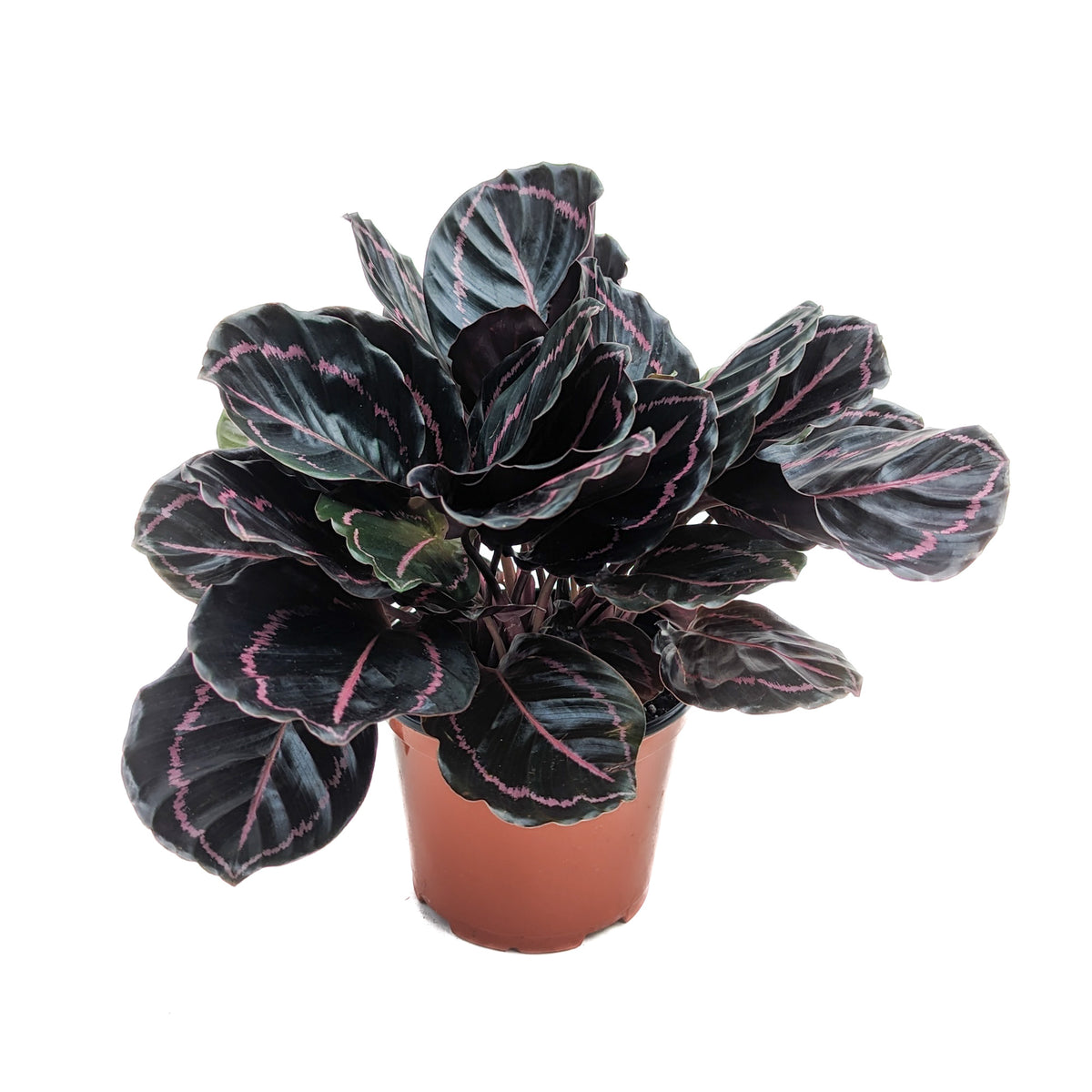 Goeppertia roseopicta 'Dottie' – Diameter Plants