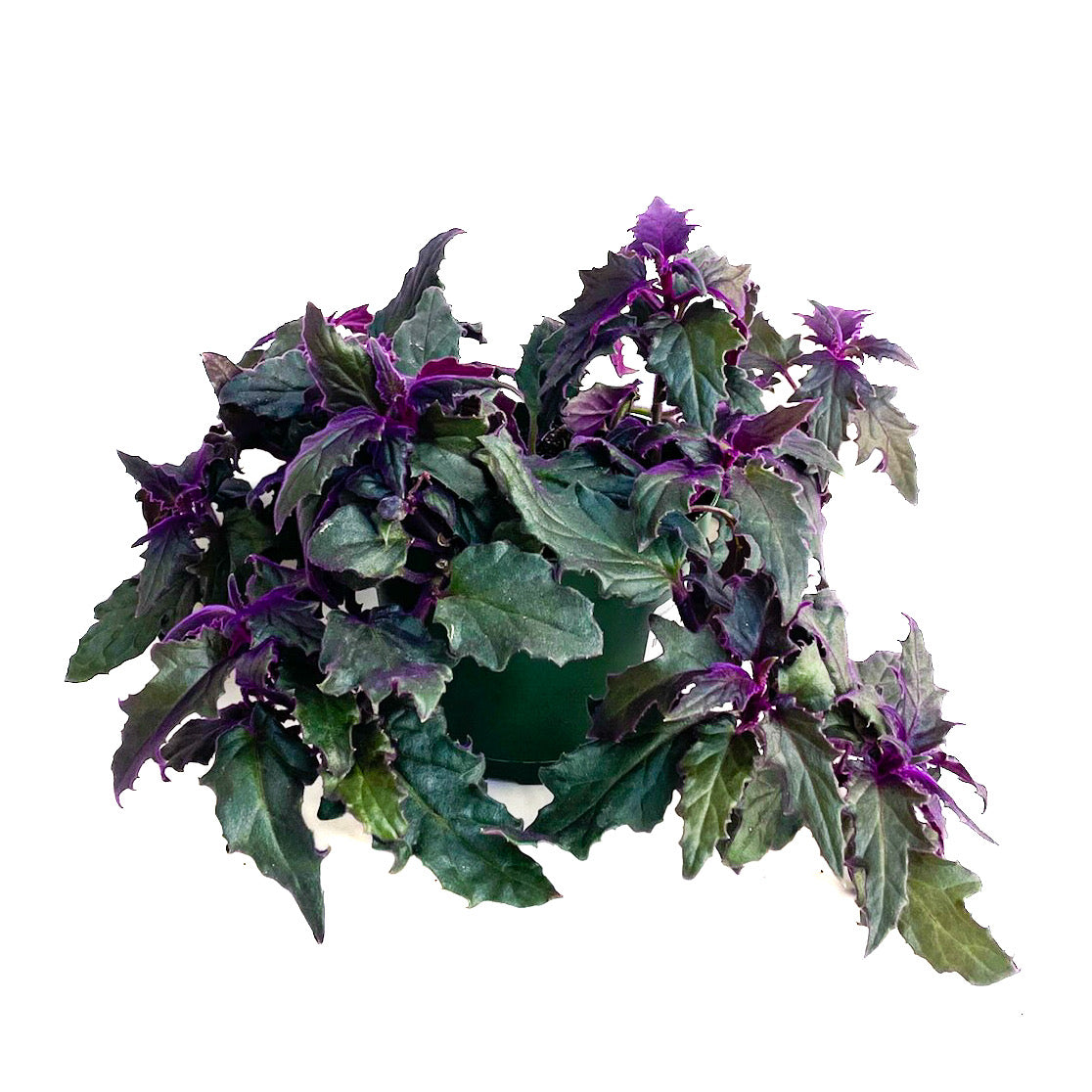 Gynura aurantiaca (Purple Passion Plant) – Diameter Plants