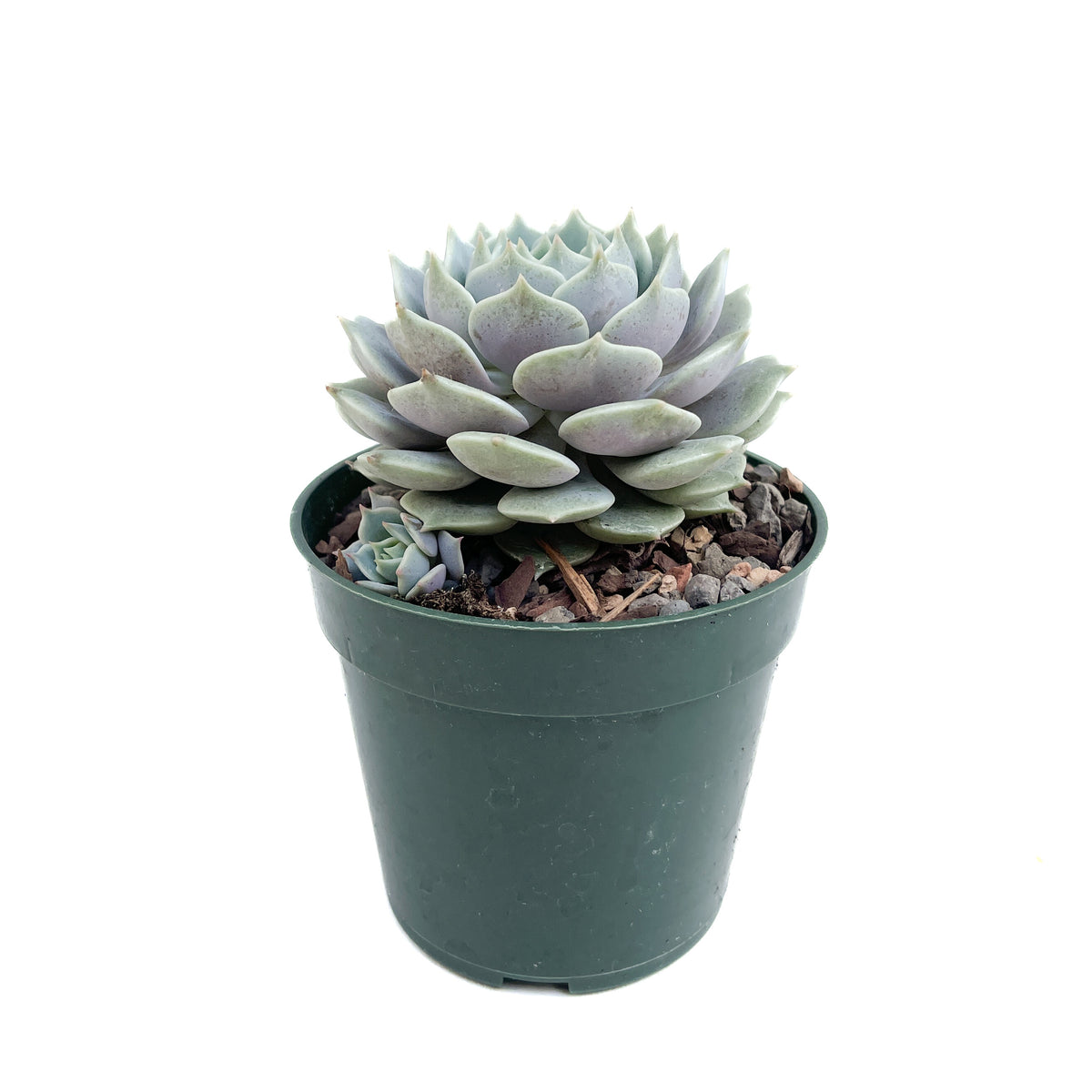 Echeveria (Assorted) – Diameter Plants