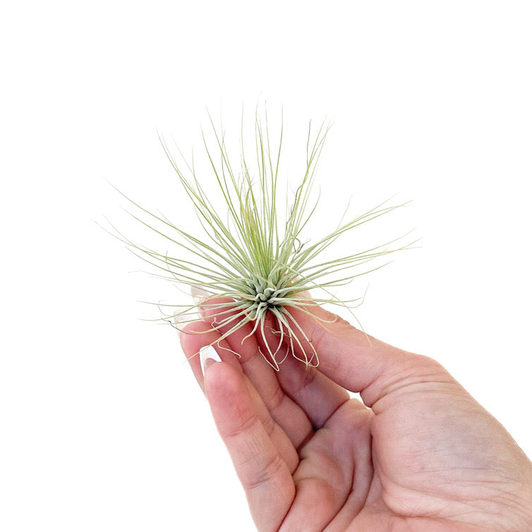 argentea thin air plant Tillandsia andreana – Diameter Plants