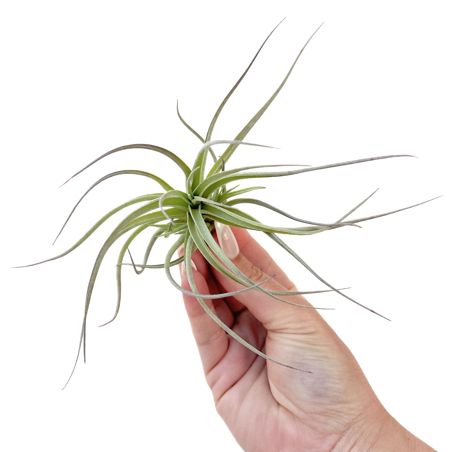 aeranthos air plant Tillandsia aeranthos 'Bronze' – Diameter Plants