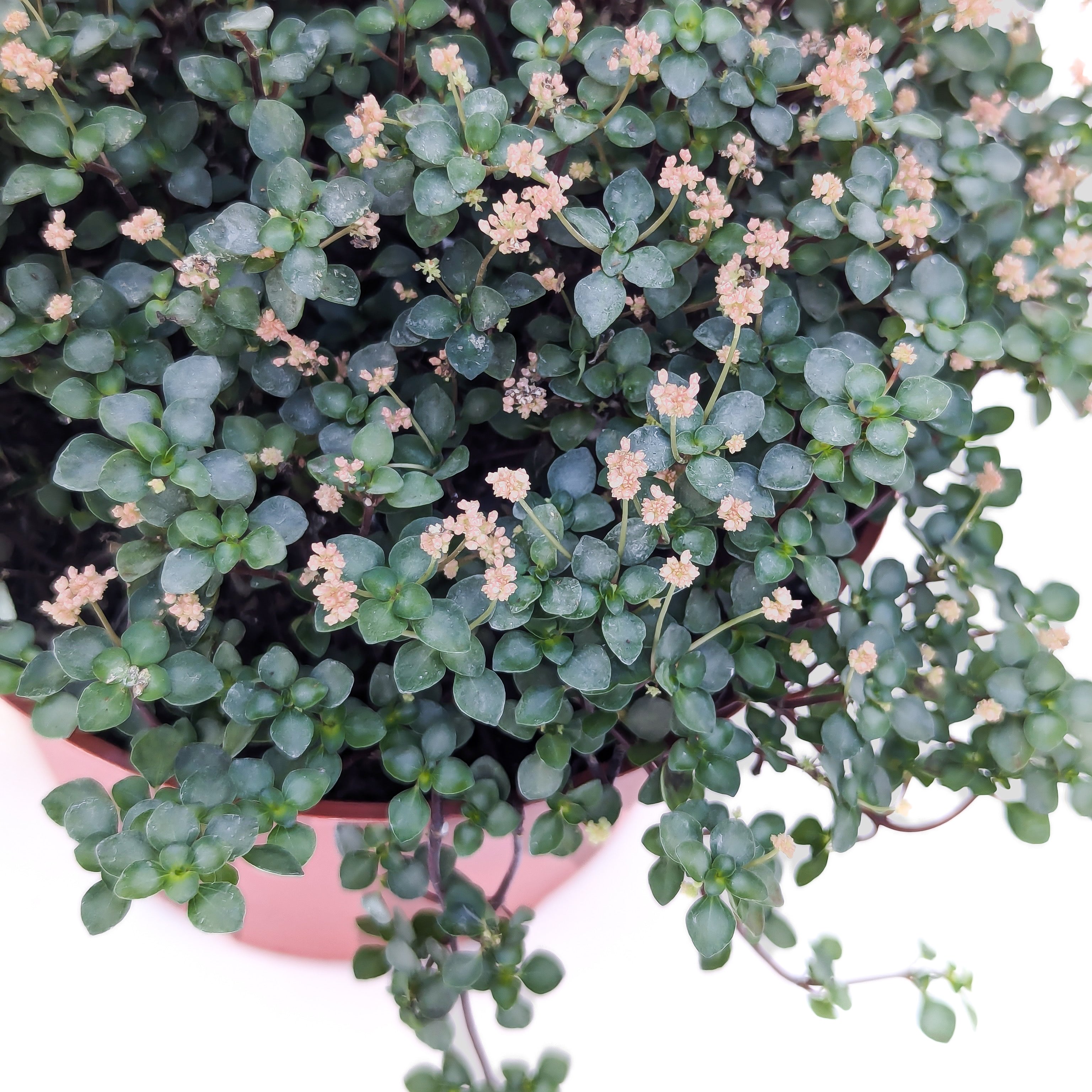box planter outdoor 17