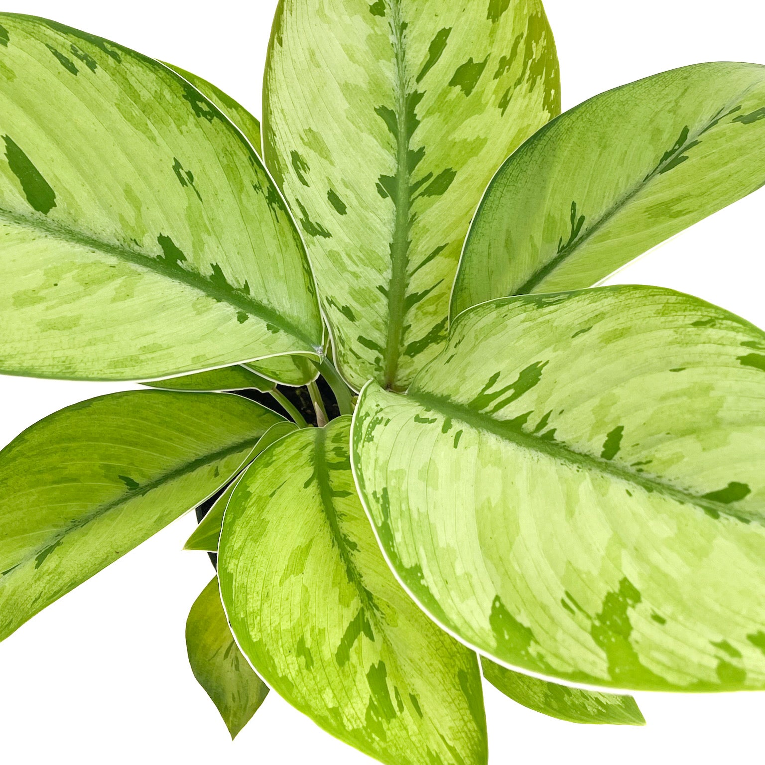 aglaonema selby Homalomena 'Selby'