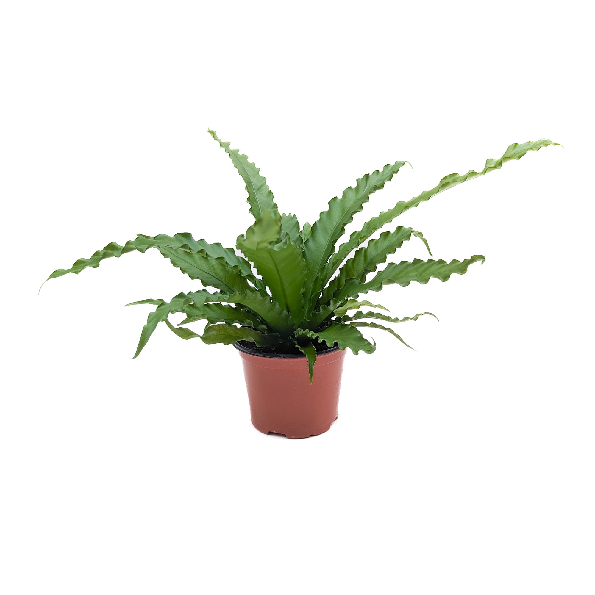 victoria bird nest fern Asplenium antiquum 'Victoria' – Diameter Plants