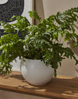 Mayu Pot