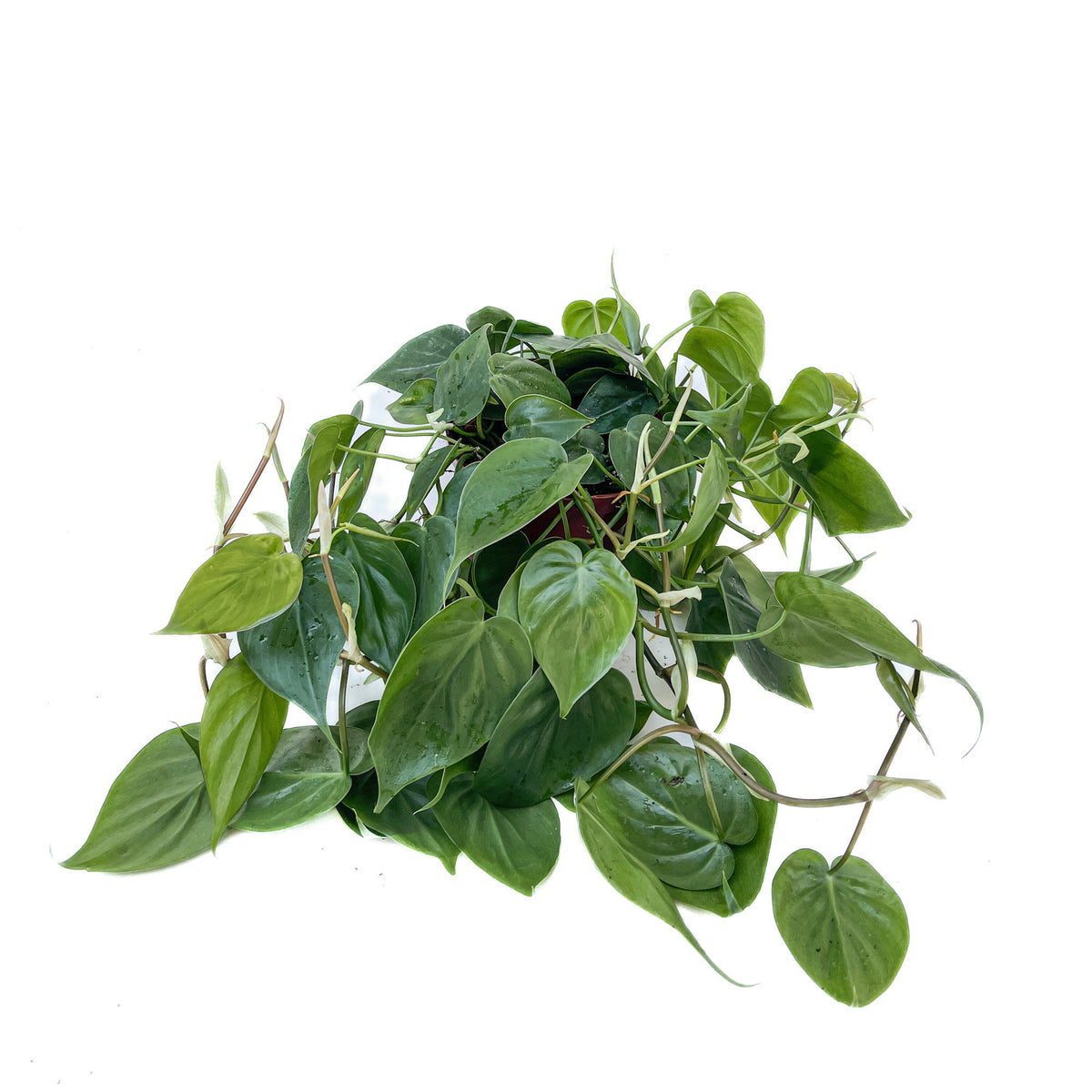 heartleaf philodendron scientific name Philodendron hederaceum – Diameter Plants