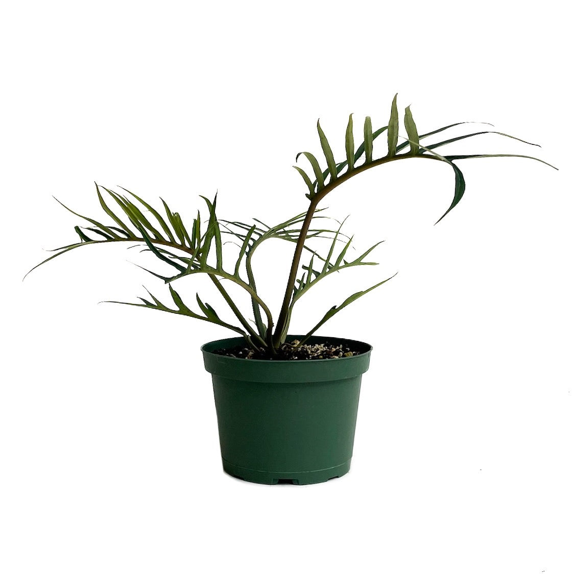 philodendron polypodioides tortum Philodendron tortum