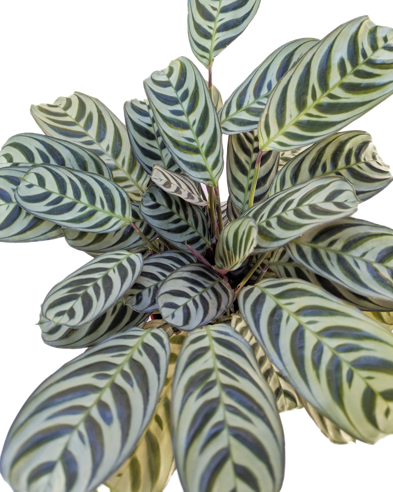 ctenanthe burle-marxii - fishbone prayer plant Calathea Burle Marx 6 inch / Grower Pot by Succulents Box