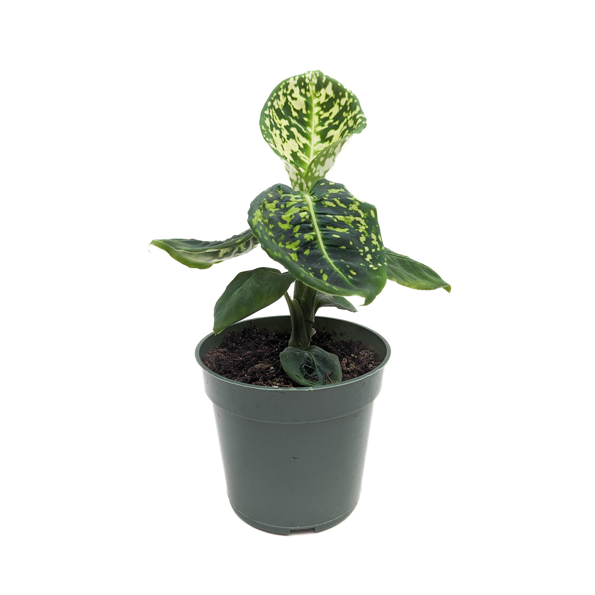 dieffenbachia reflector care Dieffenbachia seguine 'Reflector' – Diameter Plants