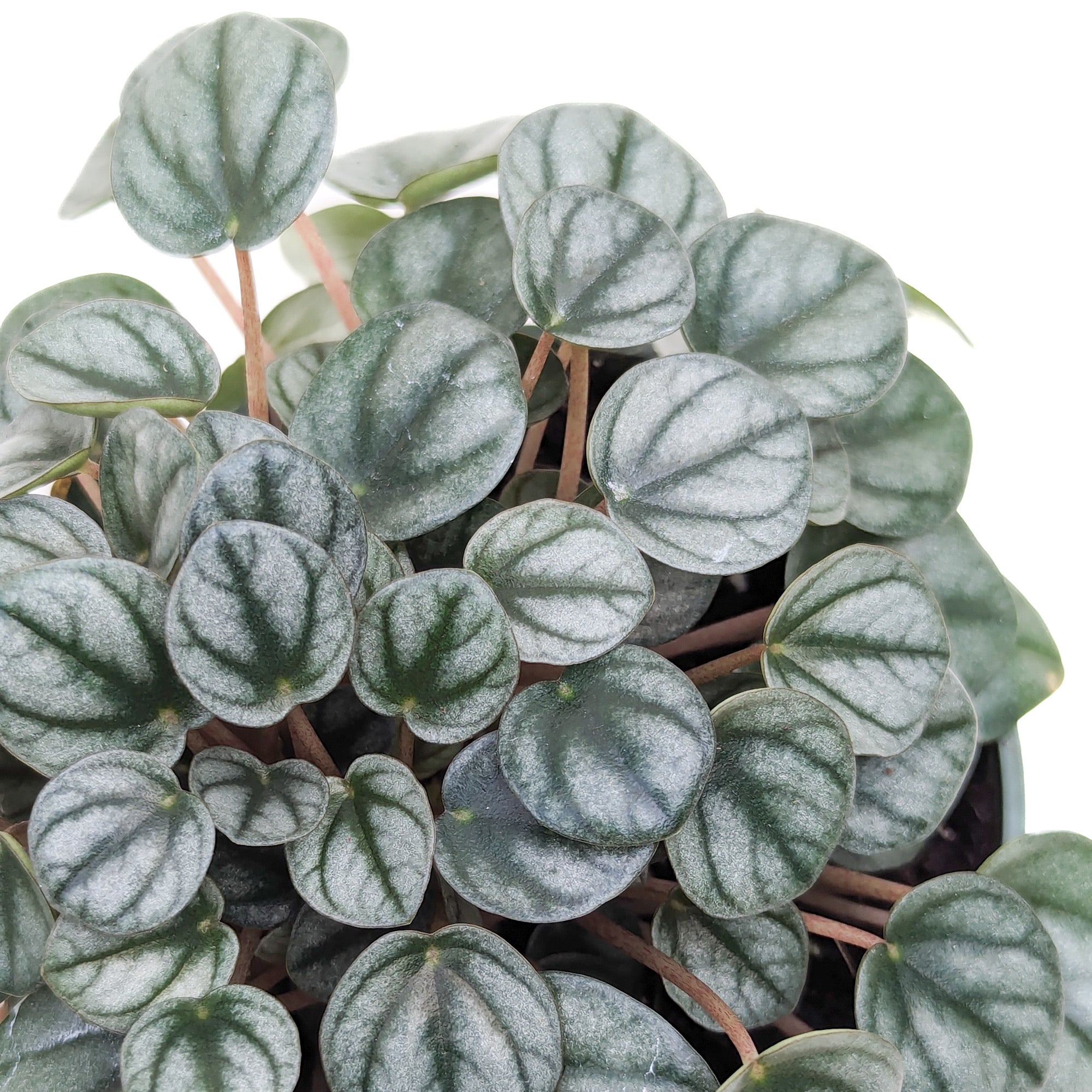 peperomia indoor plants with very tiny leaves Peperomia 'Little Toscani' – Diameter Plants