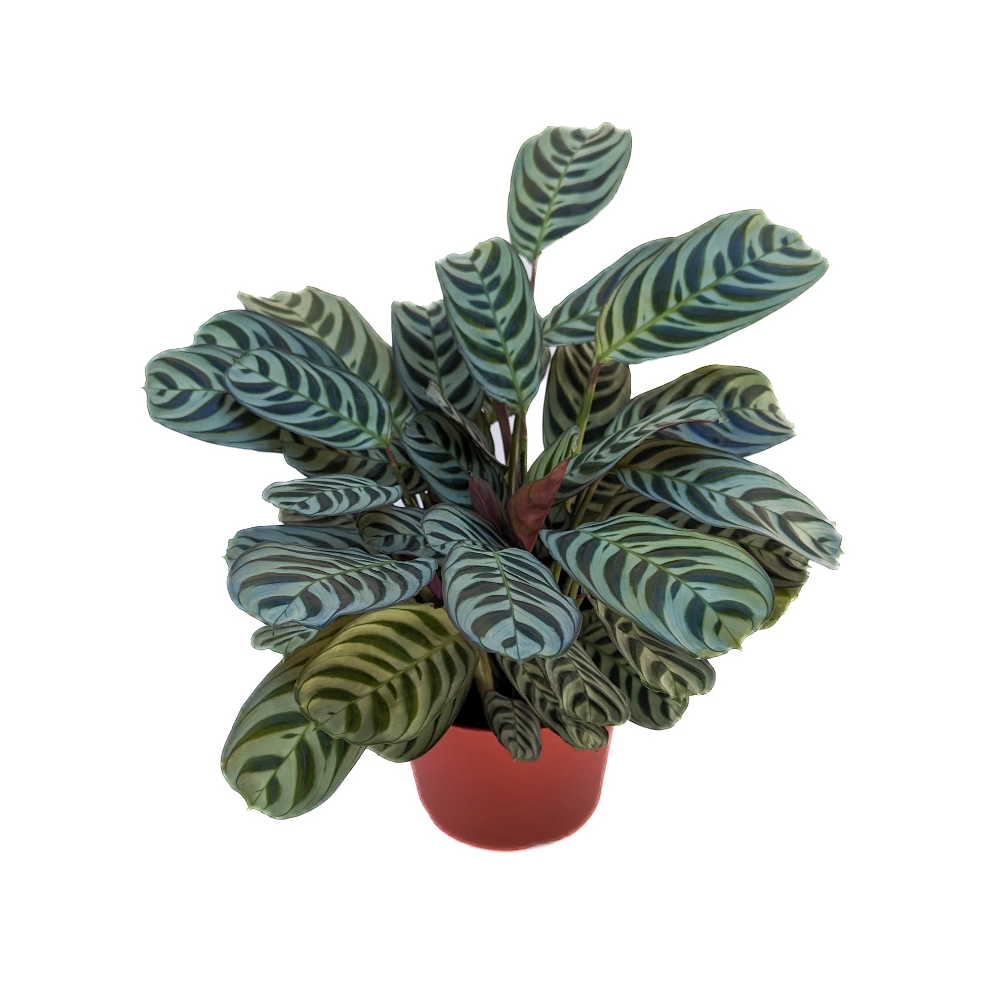 ctenanthe burle-marxii - fishbone prayer plant Calathea Burle Marx 6 inch / Grower Pot by Succulents Box