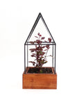 Tudor Terrarium
