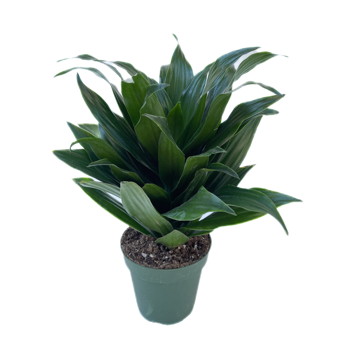 dracaena deremensis virens compacta Dracaena fragrans 'Compacta' – Diameter Plants